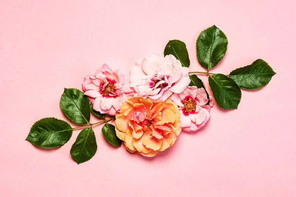 Bonitas Flores Sobre Fondo Rosa — Foto de Stock