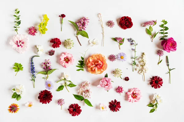Beyaz Üzerinde Güzel Çiçekler — Stok fotoğraf