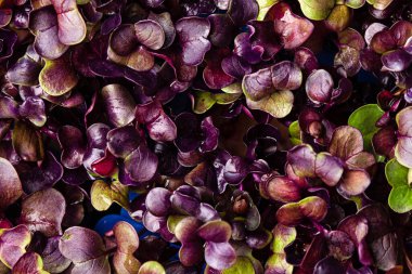 genç mor turp bitkisi arka planı