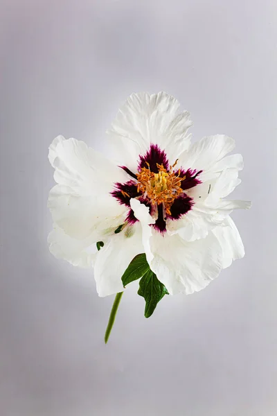 Bella Peonia Sullo Sfondo Bianco — Foto Stock