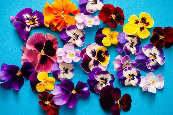 Hermosas Flores Sobre Fondo Azul —  Fotos de Stock