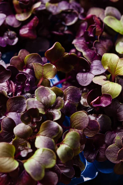 Young Purple Radish Plant Background — Stock Photo, Image