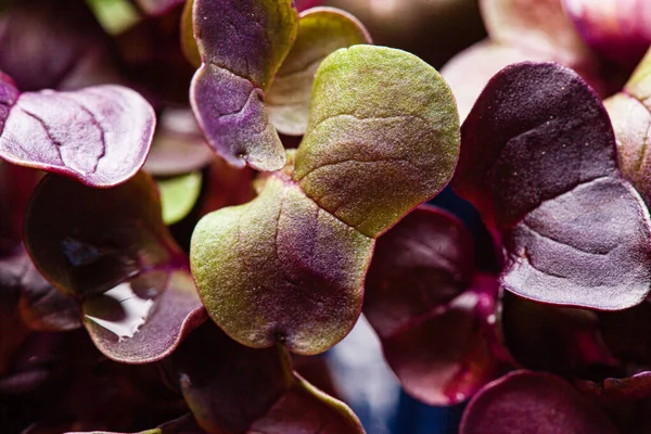 Молодой Фиолетовый Редиски Растительного Фона — стоковое фото