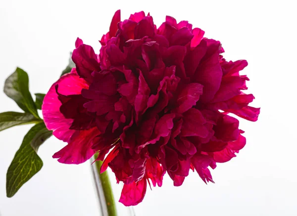 nice peony on the white background