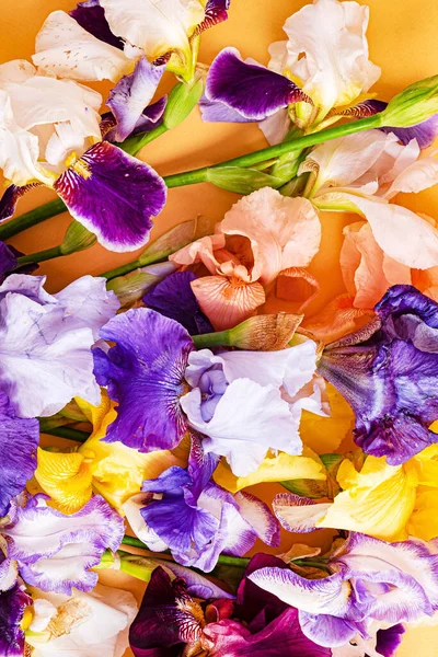 Irises Colorful Background — Stock Photo, Image