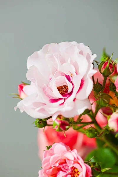 Rosas Coloridas Vaso — Fotografia de Stock