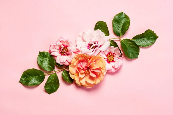 Bonitas Flores Sobre Fondo Rosa —  Fotos de Stock