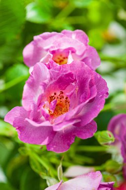 Vazodaki renkli güller