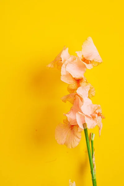 Iris Color Background — Stock Photo, Image