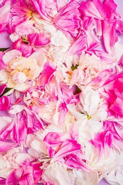 Peony Petals Color Background — Stock Photo, Image