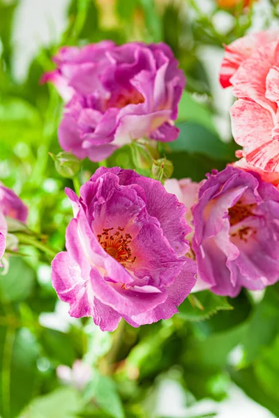 Színes Rózsák Vázában — Stock Fotó