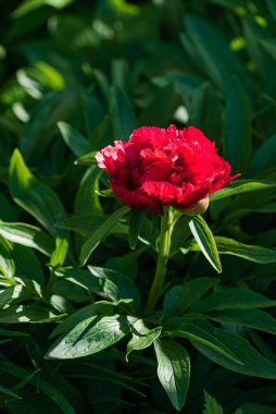 Bahçedeki güzel şakayık.