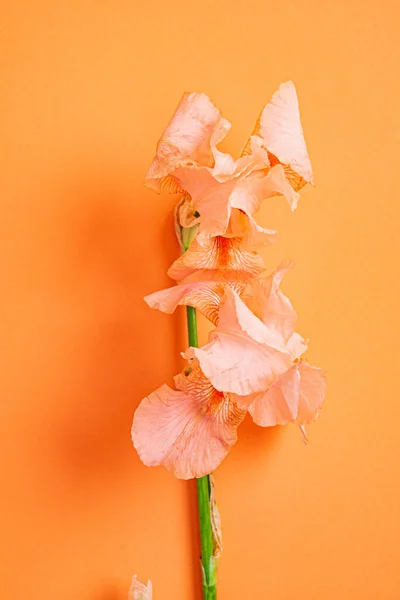 Iris Fondo Color — Foto de Stock