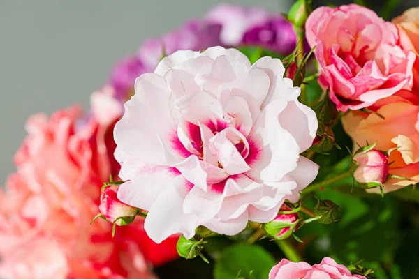 Rosas Coloridas Vaso — Fotografia de Stock