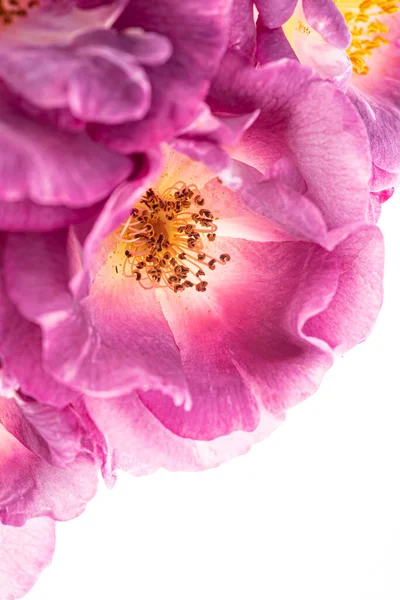 Vackra Blommor Den Vita — Stockfoto