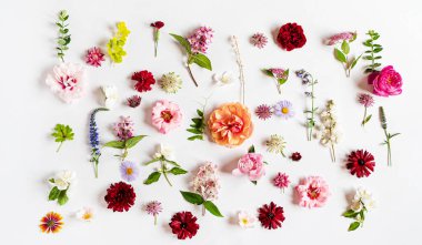 Beyaz üzerinde güzel çiçekler.