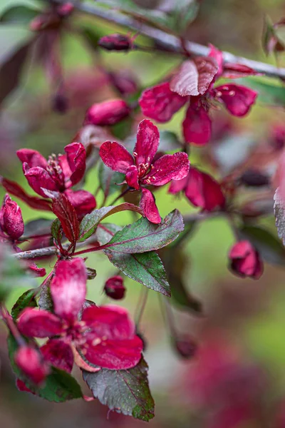 Decorative Red Apple Blosssom Closeup — Stock Photo, Image