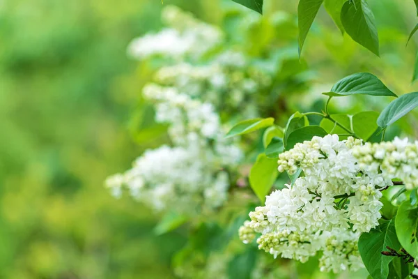 Bílá Šeříková Jarní Zahradě — Stock fotografie