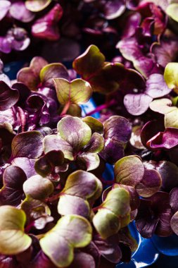 genç mor turp bitkisi arka planı