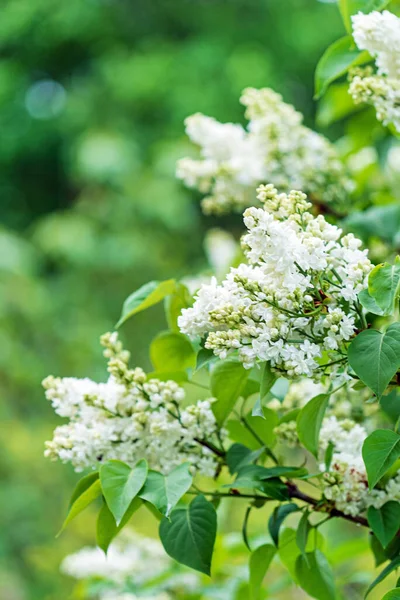 Witte Lila Voorjaarstuin — Stockfoto