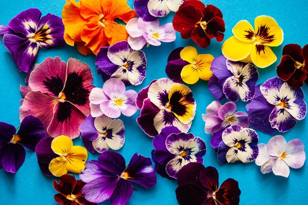 Vackra Blommor Den Blå Bakgrunden — Stockfoto