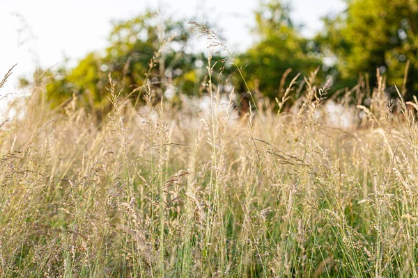 Sommarfält Med Fina Växter — Stockfoto