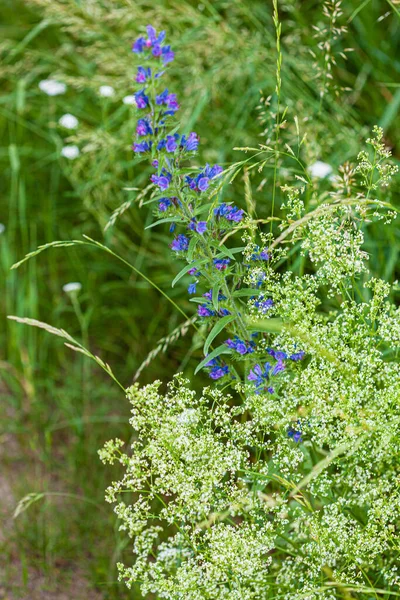 Campo Verano Con Plantas Agradables — Foto de Stock