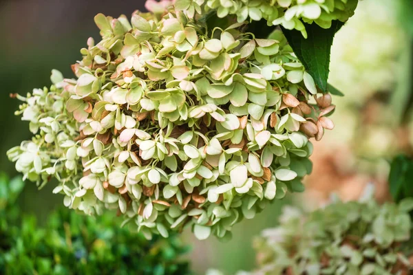 Hortensia Bloemen Tuin — Stockfoto