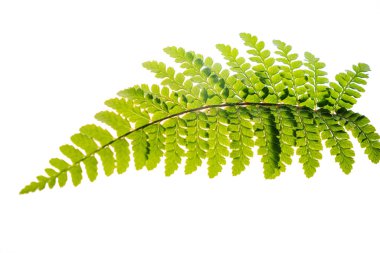 Yeşil yaprak beyaz üzerinde izole