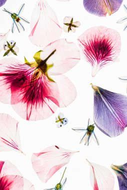 Beyaz arkaplanda çiçekler