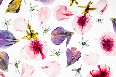 Beyaz arkaplanda çiçekler