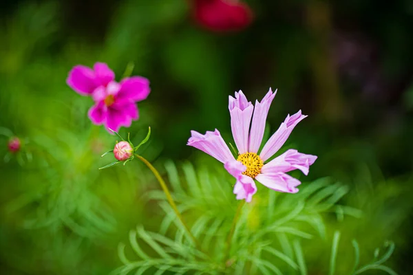 Nice Flowers Garden — Stock Photo, Image