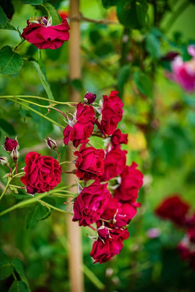 Belles Fleurs Dans Jardin — Photo