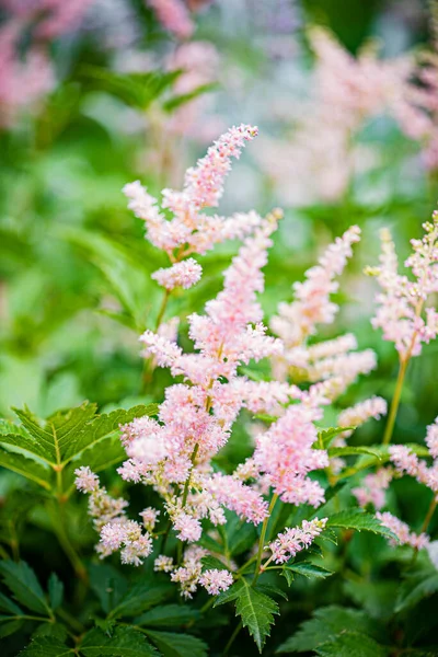 Bonitas Flores Jardín — Foto de Stock