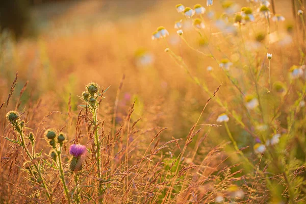 畑に咲くアザミの花 — ストック写真