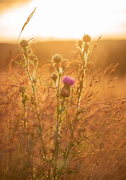 Thistle Flowers Field — Stock Photo, Image