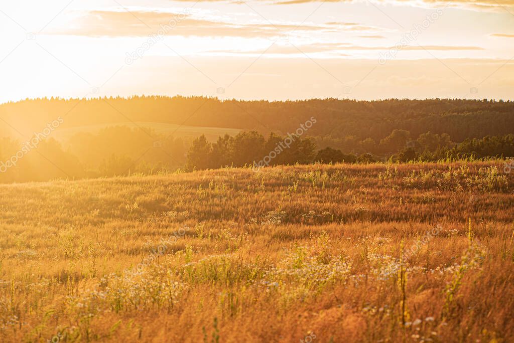 Green Field  with Flowers and Beautiful Sunse