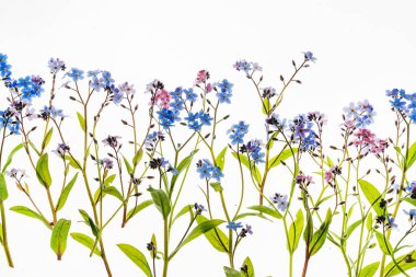 Beyaz arkaplanda çiçekler