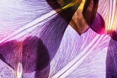 Beyaz arkaplanda çiçekler