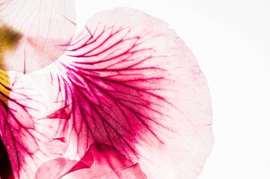 Beyaz arkaplanda çiçekler