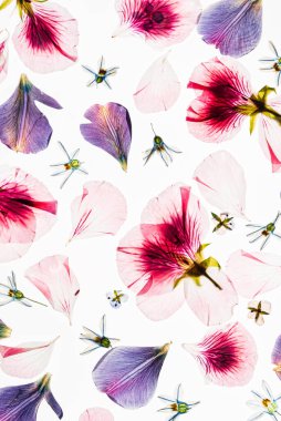 Beyaz arkaplanda çiçekler