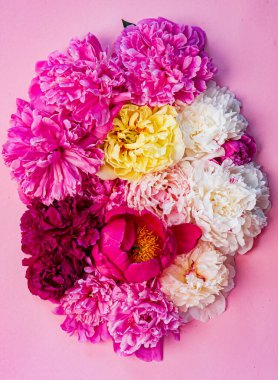 Pembe arka planda renkli şakayıklar