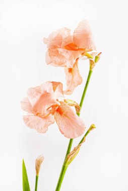 İris beyazda izole edilmiş.