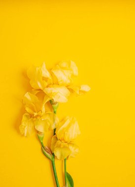 Renk arkaplanındaki iris