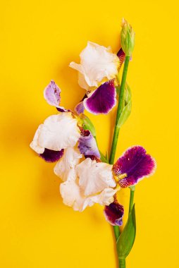 Renk arkaplanındaki iris