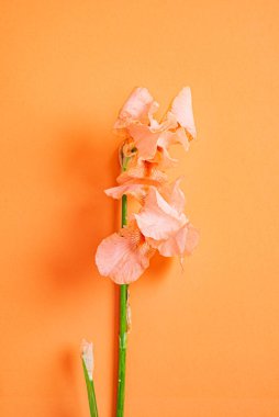 Renk arkaplanındaki iris