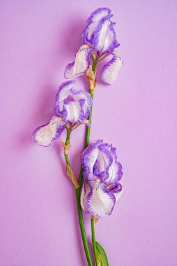 Renk arkaplanındaki iris