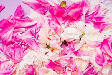 Renk arkaplanda şakayık yaprakları