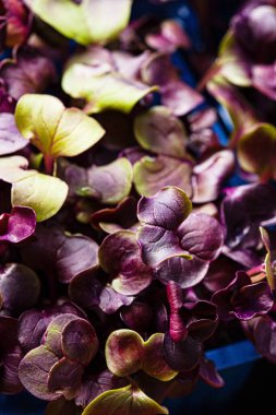 genç mor turp bitkisi arka planı