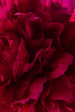 Beyaz arka planda güzel bir şakayık.